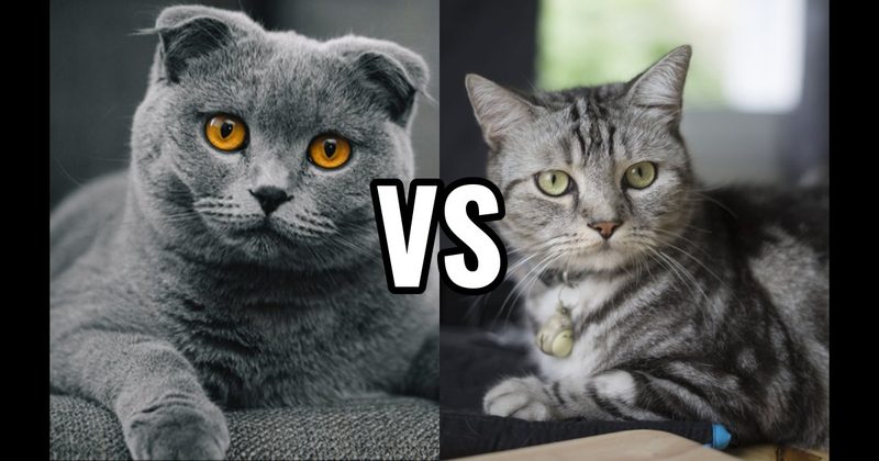 American Shorthair vs. Scottish Fold