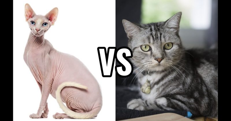 American Shorthair vs. Sphynx