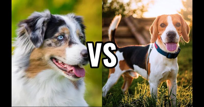 Australian Shepherd vs. Beagle