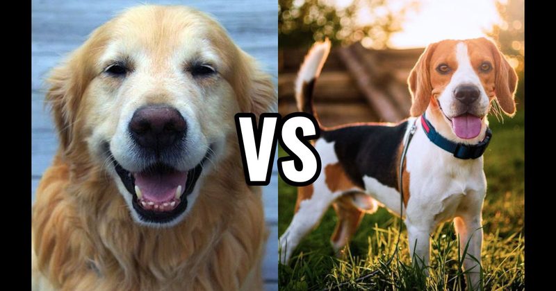Beagle vs. Golden Retriever