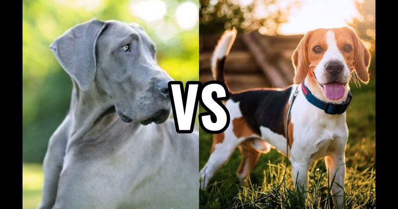 Beagle vs. Great Dane