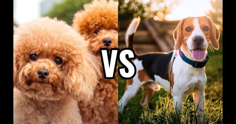 Beagle vs. Poodle (Miniature or Standard)