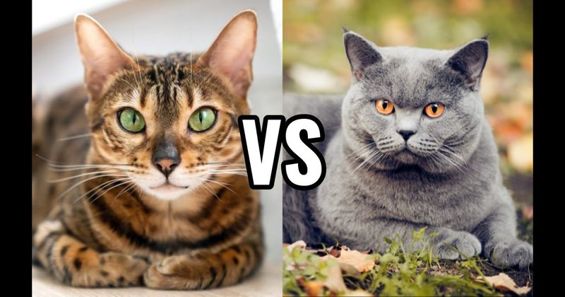 Bengal vs. British Shorthair