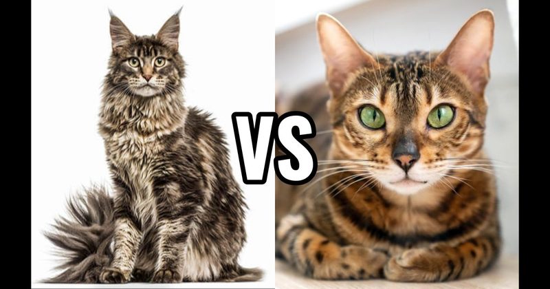 Bengal vs. Maine Coon