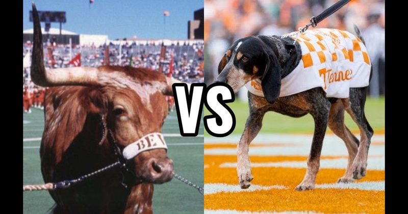 Bevo (Texas Longhorns) vs. Smokey (Tennessee Volunteers)