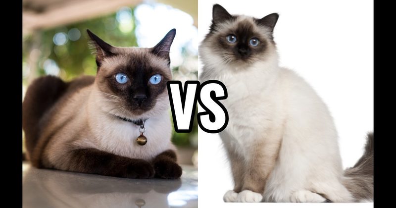 Birman vs. Siamese