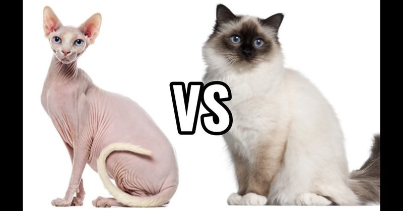 Birman vs. Sphynx