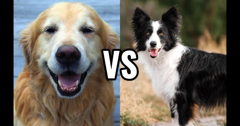 Border Collie vs. Golden Retriever