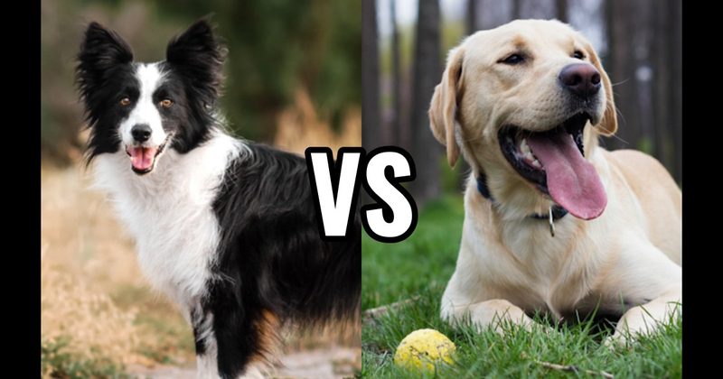 Border Collie vs. Labrador Retriever