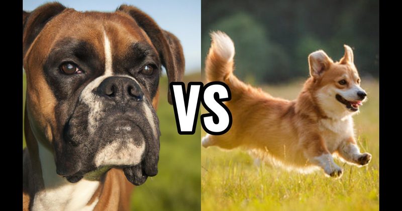 Boxer vs. Corgi