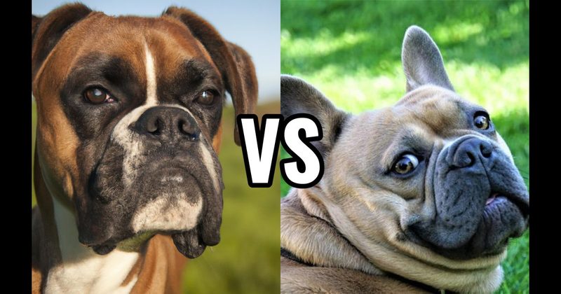 Boxer vs. French Bulldog