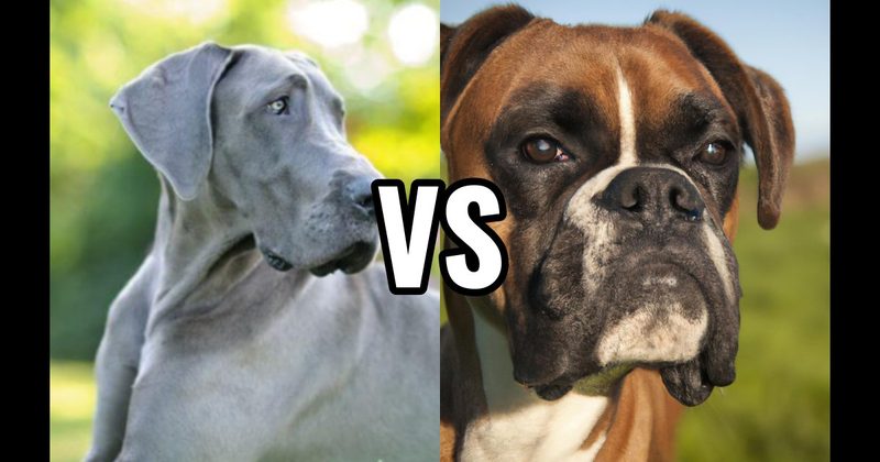 Boxer vs. Great Dane