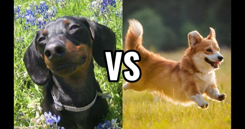 Corgi vs. Dachshund