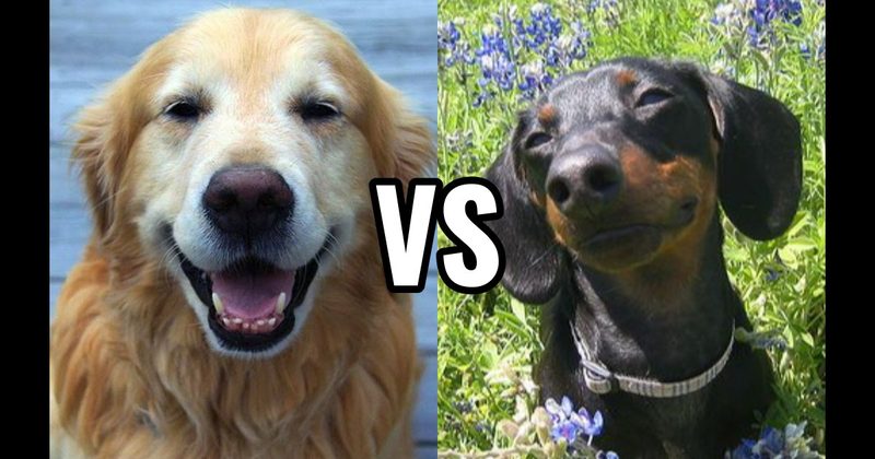 Dachshund vs. Golden Retriever