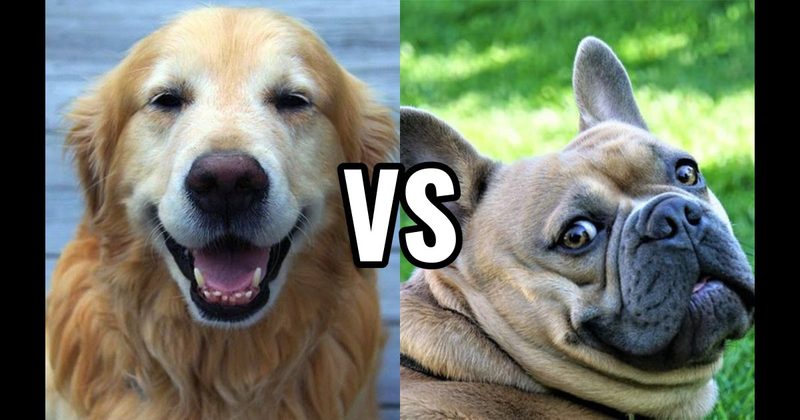 French Bulldog vs. Golden Retriever
