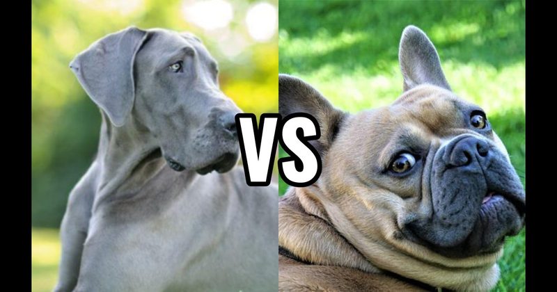 French Bulldog vs. Great Dane