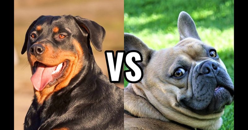 French Bulldog vs. Rottweiler