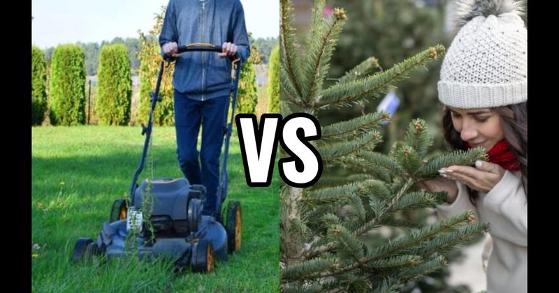 Freshly Cut Grass vs. Pine / Christmas Tree