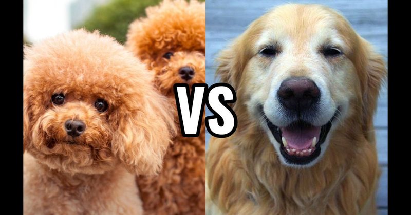 Golden Retriever vs. Poodle (Miniature or Standard)