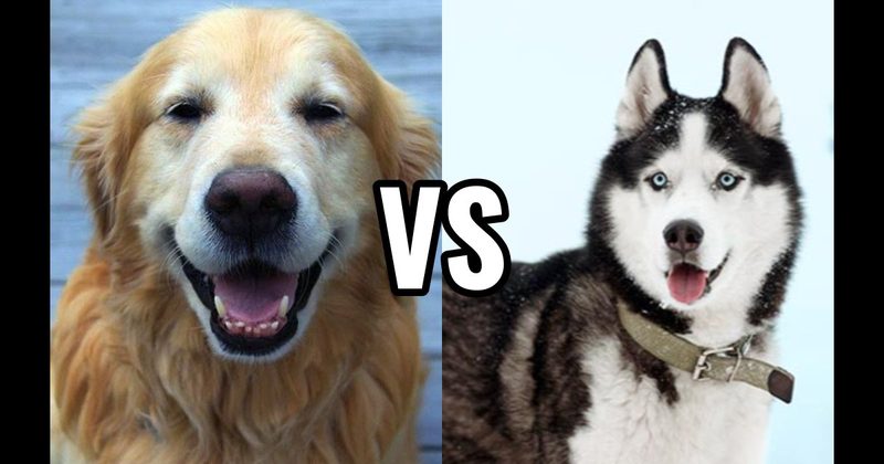 Golden Retriever vs. Siberian Husky
