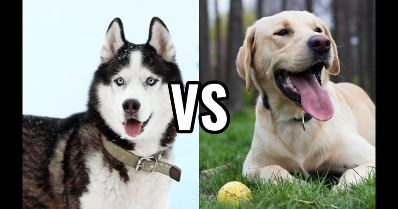 Labrador Retriever vs. Siberian Husky