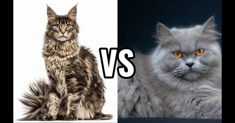 Maine Coon vs. Persian