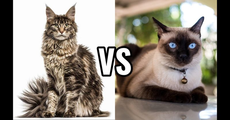 Maine Coon vs. Siamese