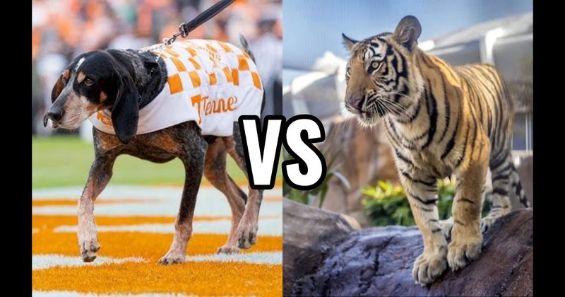 Mike the Tiger (LSU Tigers) vs. Smokey (Tennessee Volunteers)