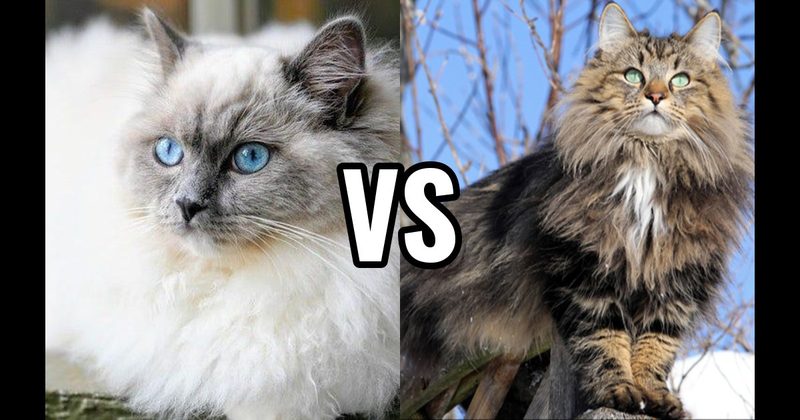 Norwegian Forest Cat vs. Ragdoll