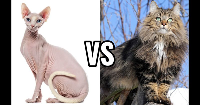Norwegian Forest Cat vs. Sphynx