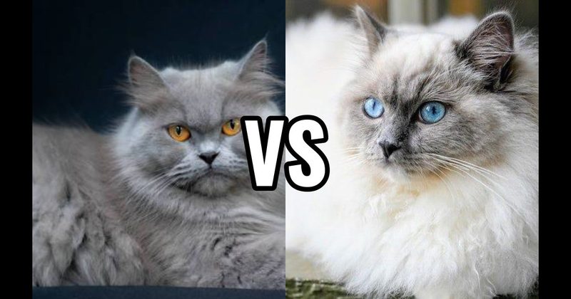 Persian vs. Ragdoll