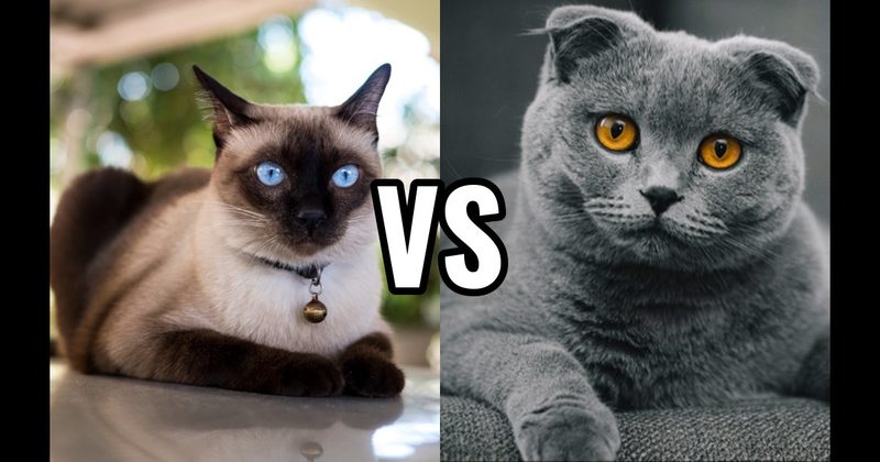 Scottish Fold vs. Siamese