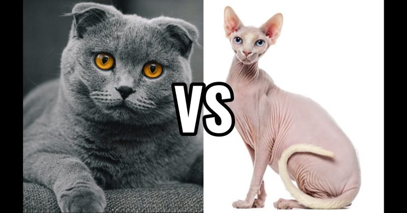 Scottish Fold vs. Sphynx