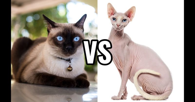 Siamese vs. Sphynx