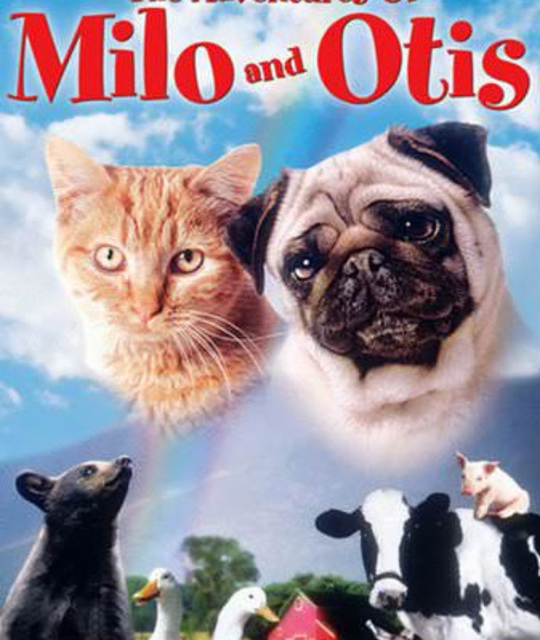 Cat Movies