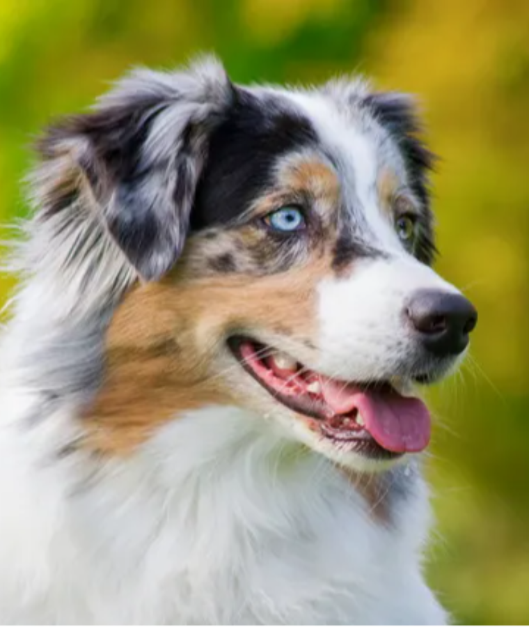 Australian Shepherd