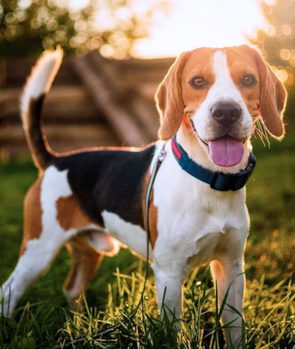 Beagle