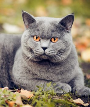 British Shorthair