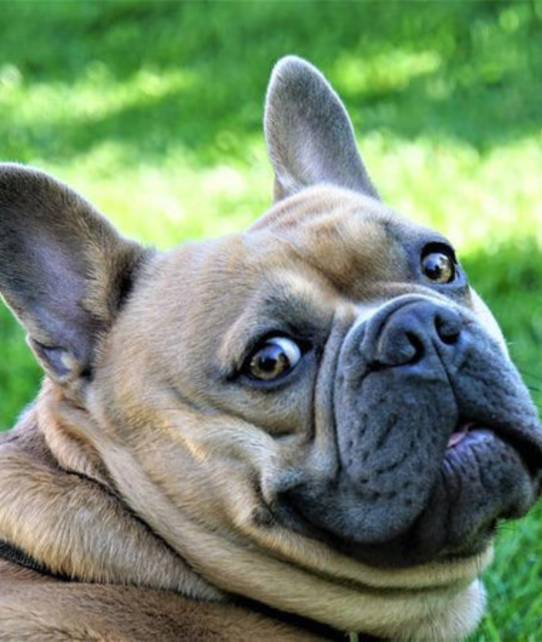 French Bulldog