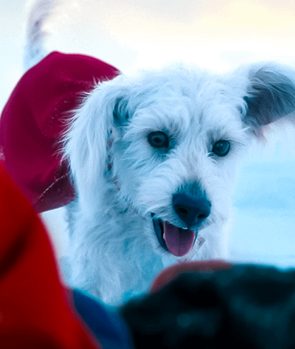 Krypto the Super Dog