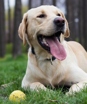 Labrador Retriever