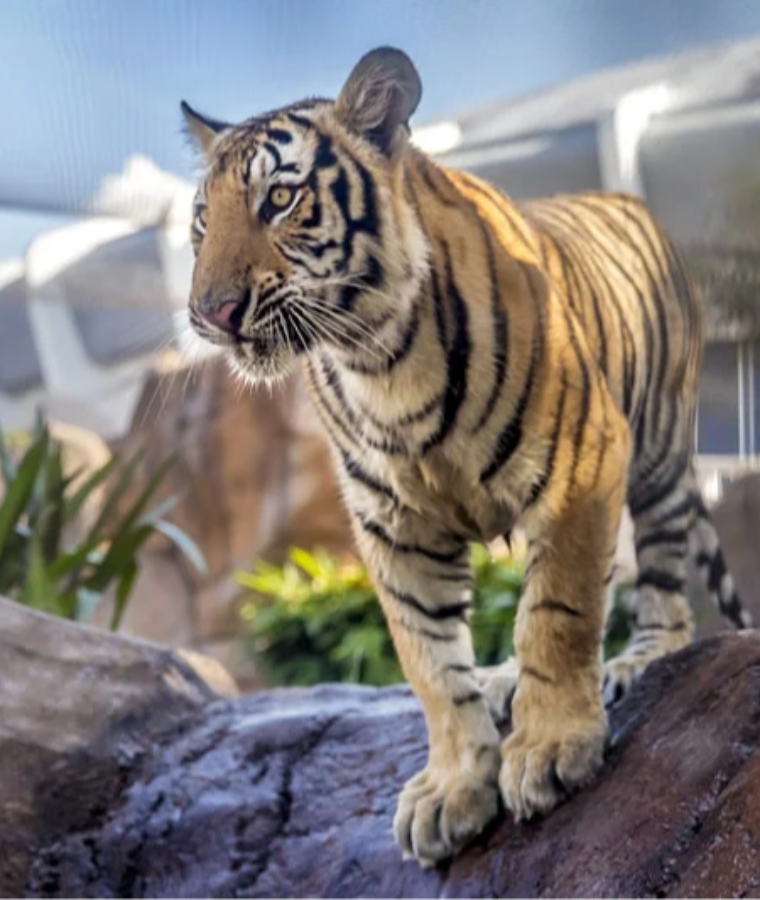 Mike the Tiger (LSU Tigers)