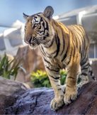Mike the Tiger (LSU Tigers)