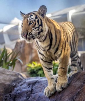 Mike the Tiger (LSU Tigers)