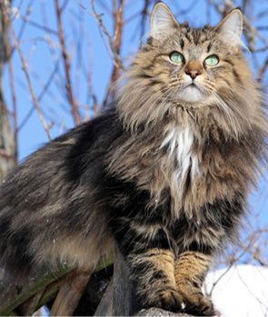 Norwegian Forest Cat