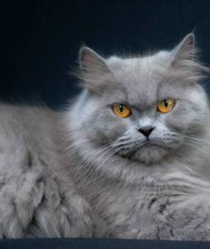 Persian