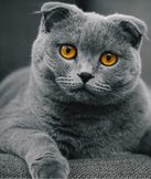 Scottish Fold