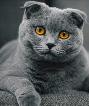 Scottish Fold