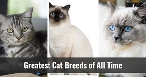 Cat Breeds