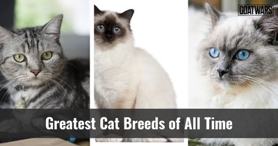 Cat Breeds